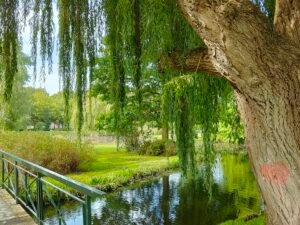 park- water-brug-bomen